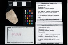 Foto (Objekt + Etikett) von Mundopsidae indet.  (NHMW-GEO-2014-0194-0149)